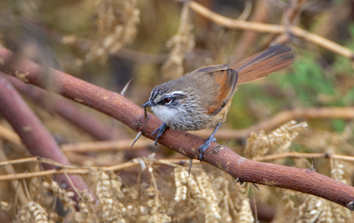 Necklaced Spinetail (Synallaxis stictothorax), photo 4