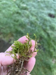 Rhytidiadelphus squarrosus