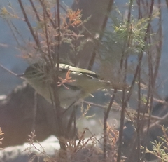 Phylloscopus collybita