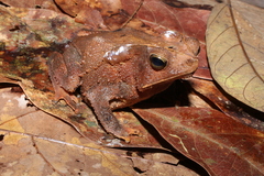 Rhinella margaritifera