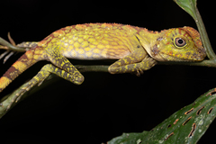 Gonocephalus bornensis