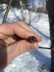 Zapatella quercusphellos