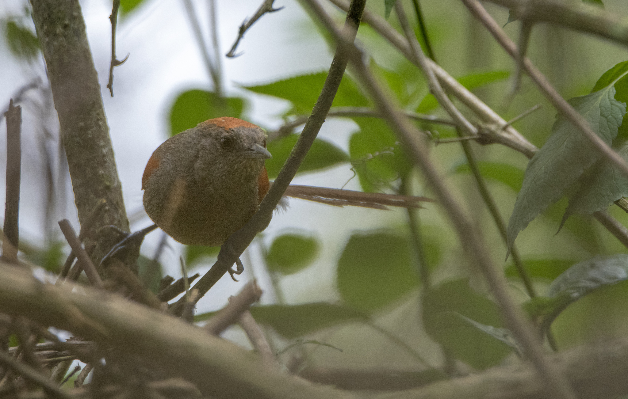 Slaty Spinetail illustration