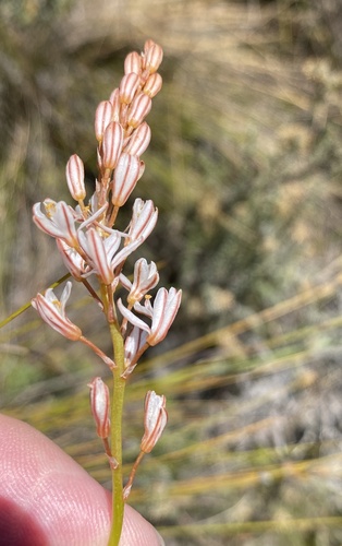 Trachyandra esterhuysenae