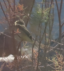 Phylloscopus collybita