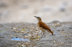 Furnarius leucopus