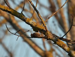 Certhia brachydactyla