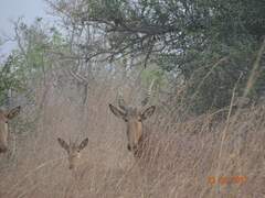 Alcelaphus buselaphus major