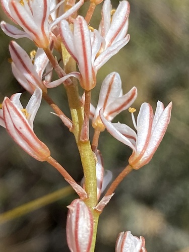 Trachyandra esterhuysenae