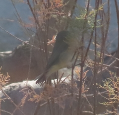 Phylloscopus collybita