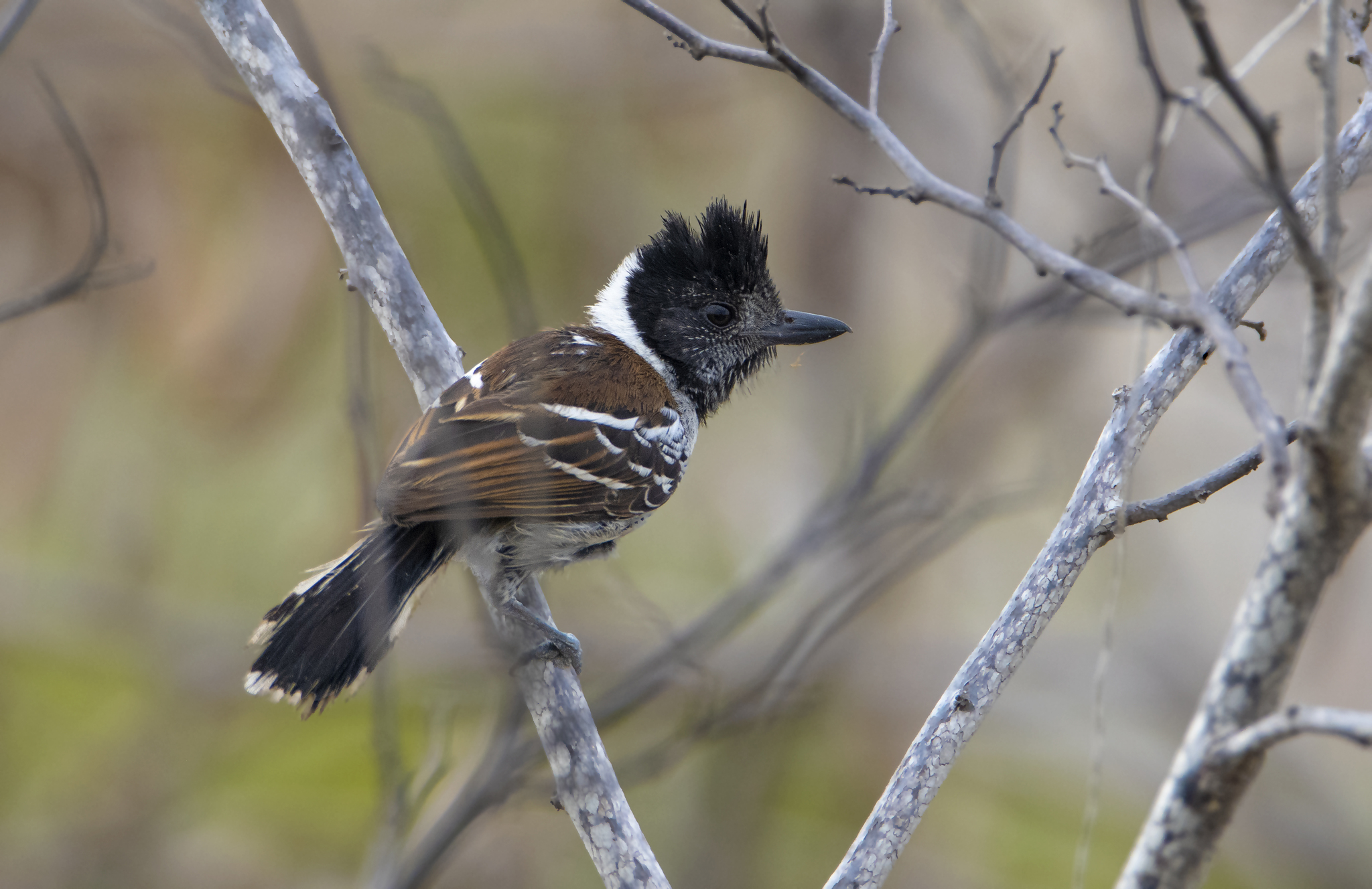 Collared Antshrike (Thamnophilus bernardi), photo 5