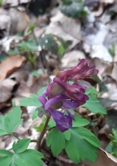 Corydalis cava