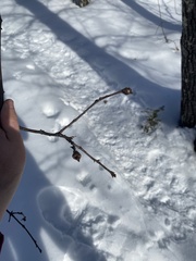 Zapatella quercusphellos