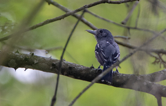 Thamnophilus atrinucha