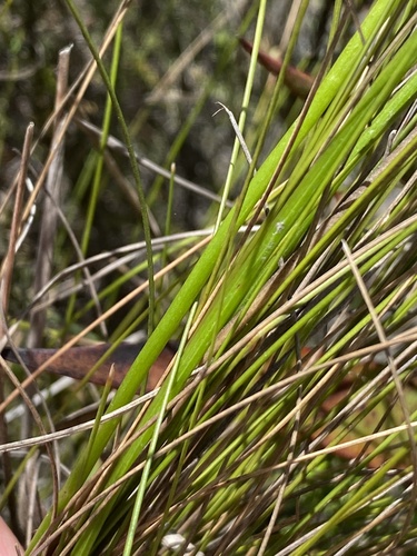 Trachyandra esterhuysenae