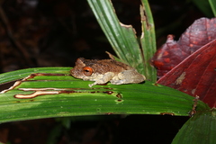Scinax ruberoculatus