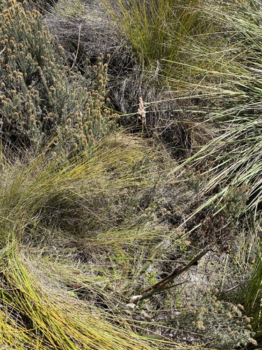 Trachyandra esterhuysenae