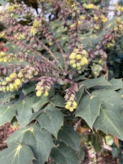 Berberis bealei