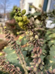 Berberis bealei