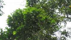 Aspidosperma spruceanum