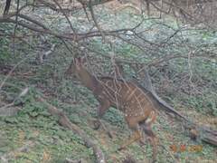 Tragelaphus scriptus