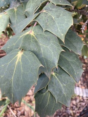 Berberis bealei