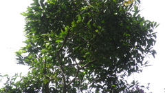 Aspidosperma spruceanum