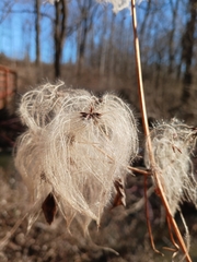 Clematis virginiana