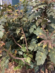Berberis bealei