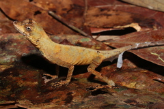 Anolis tandai