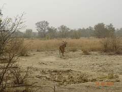 Hippotragus equinus koba
