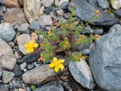 Hypericum nummularioides