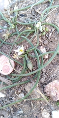 Romulea columnae columnae