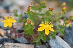Hypericum nummularioides