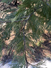 Calocedrus decurrens