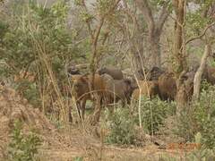 Syncerus caffer brachyceros