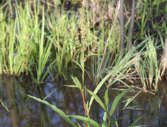 Rumex verticillatus