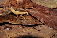 Anolis tandai