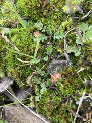Erodium cicutarium