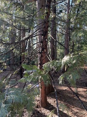Calocedrus decurrens