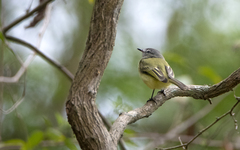 Tolmomyias sulphurescens