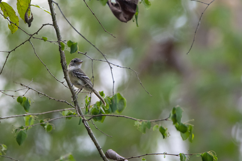 Grey-breasted Flycatcher (Lathrotriccus griseipectus), photo 2