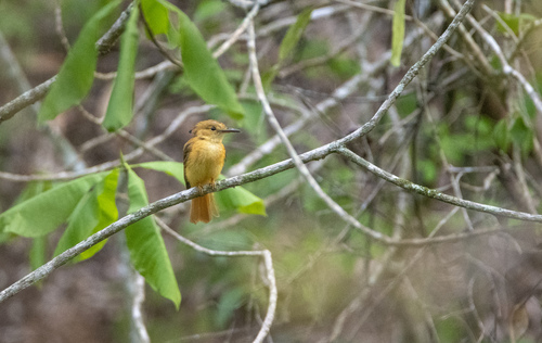Royal Flycatcher (Pacific)