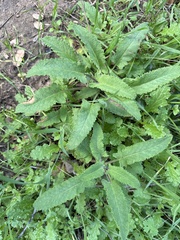 Salvia spathacea