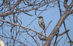 Muscigralla brevicauda