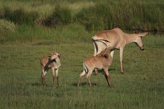 Alcelaphus buselaphus cokii