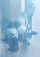 Columba livia domestica