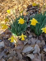 Narcissus pseudonarcissus