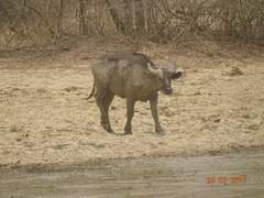 Syncerus caffer brachyceros