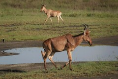 Alcelaphus buselaphus cokii